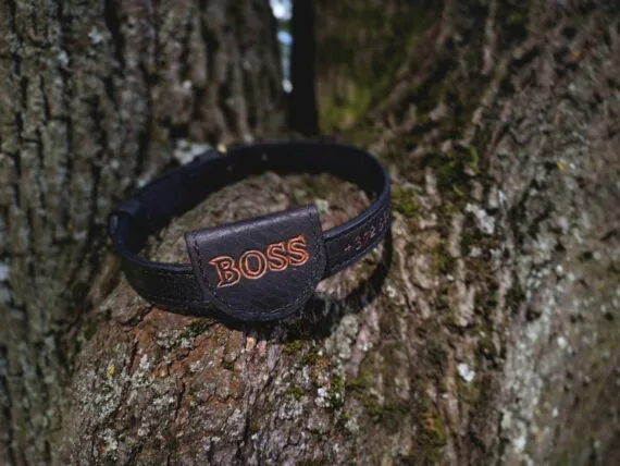 Black collar set onto the tree branch. Collar is decorated by hand carved name of the dog and phone No of it's owner.